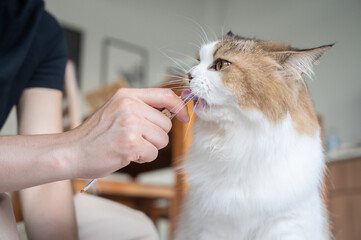 Close up of crossbreed Persian cat licking liquid snack. Your cat needs some variety in its diet as well as a tasty treat. © boyloso