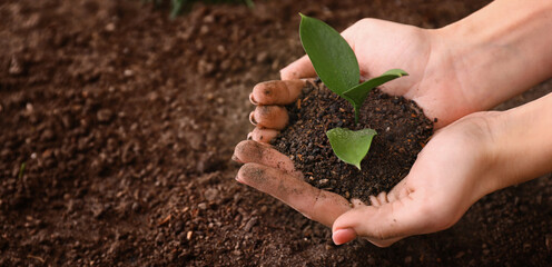 Female hands with brown soil and green plant