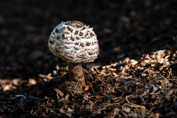 Portrait of a white and brown textured mushroom growing in the dirt and highlighted by a ray of sun, as a nature background
