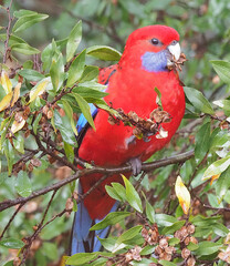Crimson Rosella