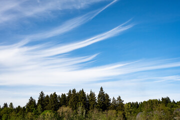 Wispy long white against a blue sky above a hillside covered in trees, as a nature background
