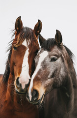 Fototapeta premium Two Horses Close Up, Brown and Gray, Head to Head 