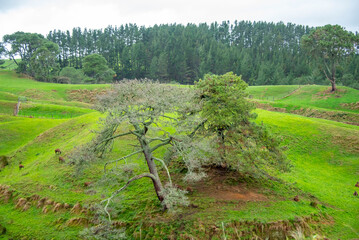 Deer Enclosure in Waikato - New Zealand