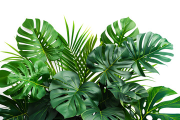 Obraz premium Tropical leaves plant on white background