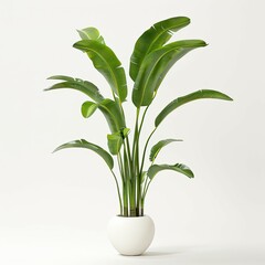  plant pot photography on white background