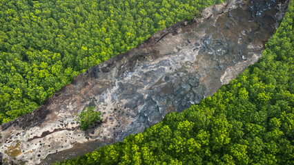 Aerial top view green forest and green trees in rural Altai, Drone photo.rain forest, Aerial view road in nature, Ecosystem and healthy environment.
