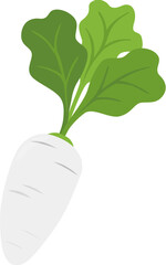 white radish