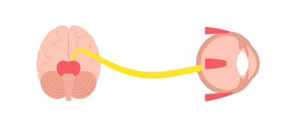 Oculomotor nerve poster
