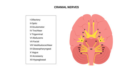 Cranial nerves anatomy