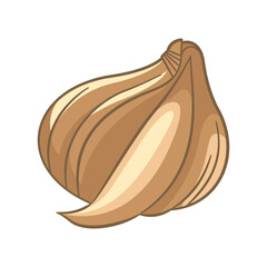 Vector Design of Garlic Cloves Spice Food Vegetable
