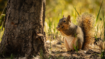 Eastern Fox Squirrel