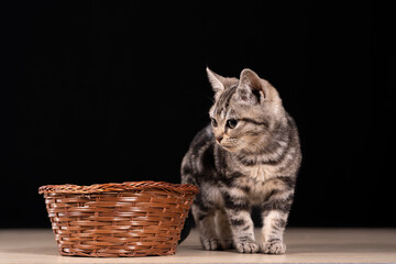 A cute little cat in the background