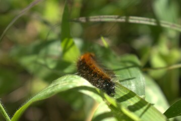 caterpillar, insect, nature, macro, animal, larva, leaf, butterfly, worm, plant, black, bug, yellow, wildlife, closeup, close-up, fauna, summer, insects, beauty, color, larvae, hairy, garden, eating