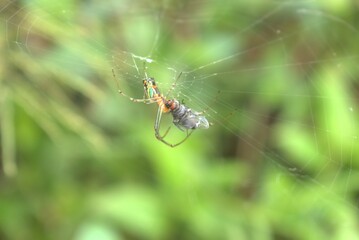 spider, web, insect, nature, arachnid, animal, macro, wildlife, garden, cobweb, net, predator,...