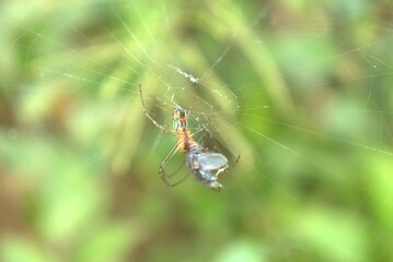 spider, web, insect, nature, arachnid, animal, macro, wildlife, garden, cobweb, net, predator, spiderweb, bug, closeup, legs, spider web, trap, arachnophobia, danger, yellow, fear, black
