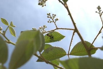 flower, insect, bee, nature, macro, garden, fly, yellow, summer, pink, butterfly, echinacea, bug, plant, flowers, spring, daisy, pollen, animal, closeup, bloom, purple, bumblebee, honey, blossom