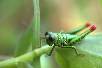grasshopper, insect, green, macro, locust, bug, nature, animal, cricket, grass, leaf, closeup, isolated, hopper, wildlife, antenna, pest, white, jump, close-up, small, detail, leg, katydid, insects