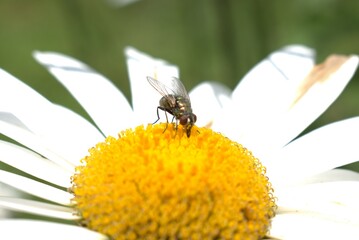 flower, insect, bee, nature, macro, garden, fly, yellow, summer, pink, butterfly, echinacea, bug, plant, flowers, spring, daisy, pollen, animal, closeup, bloom, purple, bumblebee, honey, blossom