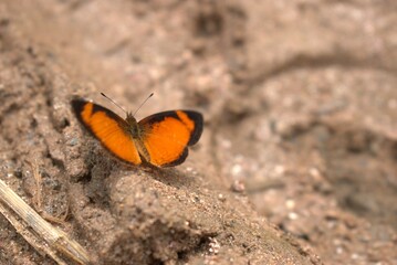 butterfly, insect, nature, flower, animal, macro, summer, wildlife, wings, garden, plant, spring, beauty, fly, orange, colorful, wing, butterflies, beautiful, fauna, small, leaf, tropical, meadow, gra