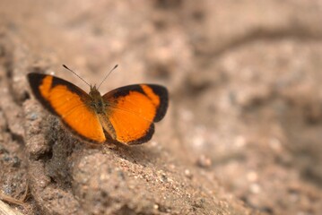 butterfly, insect, nature, flower, animal, macro, summer, wildlife, wings, garden, plant, spring, beauty, fly, orange, colorful, wing, butterflies, beautiful, fauna, small, leaf, tropical, meadow, gra