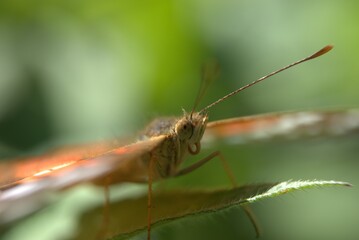 butterfly, insect, nature, flower, animal, macro, summer, wildlife, wings, garden, plant, spring, beauty, fly, orange, colorful, wing, butterflies, beautiful, fauna, small, leaf, tropical, meadow, gra
