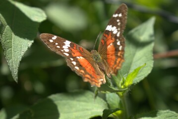butterfly, insect, nature, flower, animal, macro, summer, wildlife, wings, garden, plant, spring, beauty, fly, orange, colorful, wing, butterflies, beautiful, fauna, small, leaf, tropical, meadow, gra