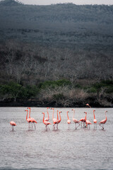Naklejka premium Flamingo Serenity in Galapagos Waters