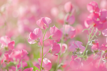 Fototapeta premium Sweet Pea (Lathyrus odoratus) plant background design, creative