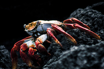 Galapagos Crab Against Volcanic Rock