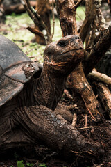 Majestic Galapagos Tortoise in Natural Habitat