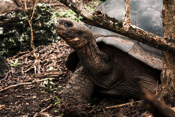 Galapagos Giant Tortoise in Woodland Habitat