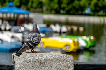 A pigeon sits on a concrete parapet in close-up.