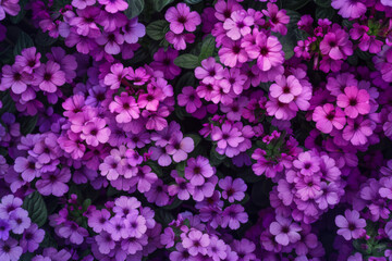 Fototapeta premium Verbena (Verbena) plant background design, creative