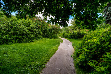 A path for walking in the forest among the trees on a summer day.
