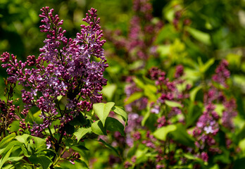 Blooming lilac on a branch on a summer day.