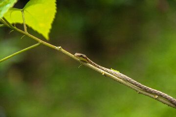 snake on the branch