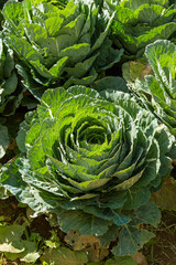 Rose Cabbage
