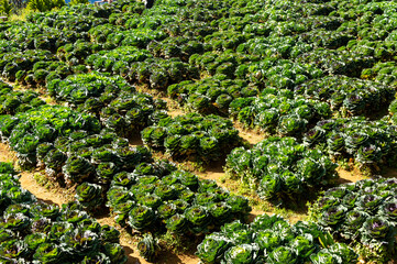 Rows of Rose (Cabbage)