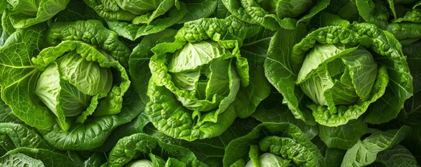 Fototapeta premium High-definition image of Romaine lettuce showing crisp texture and vibrant green color, ideal for food blogs and restaurant menus