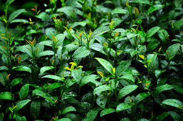 Obraz premium Close up shot of the tea platation on the mountain during rainning season and its ready for harvesting.