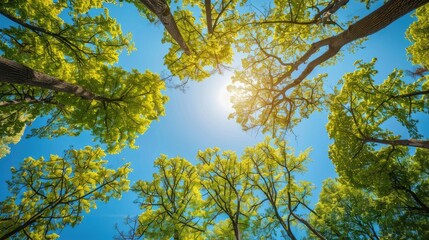 Fototapeta premium Trees viewed from below with a clear blue sky behind