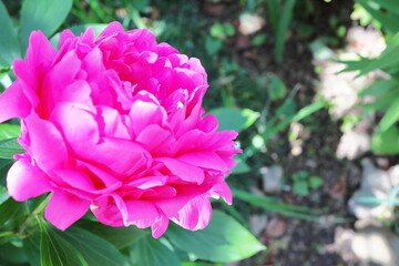 ピンク色のシャクヤクの花