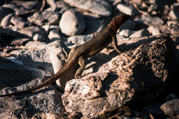 Galapagos Lava Lizard on Rocky Terrain