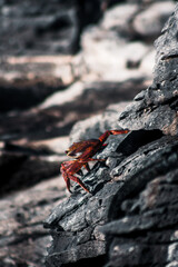 Sally Lightfoot Crab Scaling Galapagos Rocks