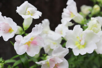 薄いピンク色のキンギョソウ　トゥイニー