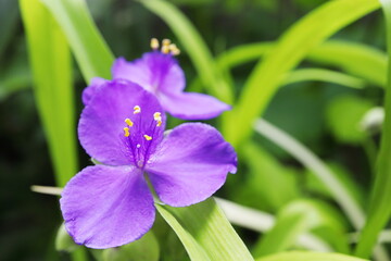 黄金葉のムラサキツユクサ　スイートケイト