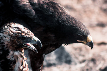 Fototapeta premium Intimate Moment Between Galapagos Hawks
