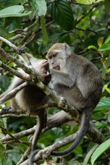 white tailed macaque sitting