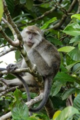 long tailed macaque