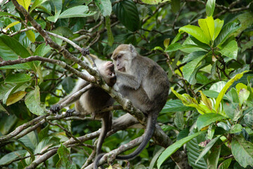 white tailed macaque sitting on a tree